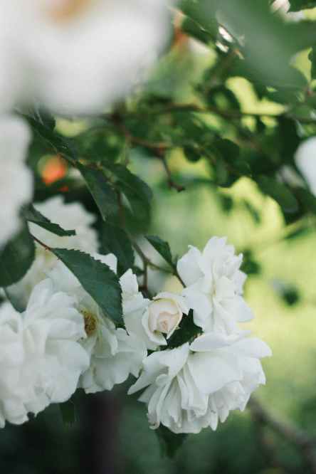 close up of blooming rose in garden